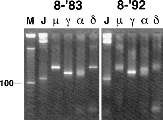 Fig. 1. RT-PCR analysis of the CDR3 region of FL no. 8-'83 (left panel) and its relapse, no. 8-'92 (right panel). / Upstream, the FR3 primer was used in combination with the JHseq, Cμ, Cγ2, Cα, and Cδ downstream primers, as indicated above the lanes.