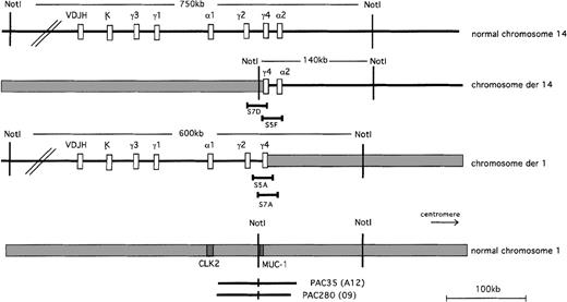 Fig. 3. Megabase map of the t(1;14)(q21;q32) and the location of the cosmid and P1 clones. / Clones S7D (Cγ+, Cα−) and S5F (Cγ+, Cα+) span the breakpoint on der(14). The restriction maps overlap, creating a mini-contig. Clones S5A and S7A (Cγ+) also comprise a mini-contig, and they span the breakpoint on the der(1) chromosome. The sizes of the translocated bands detected by PFGE are 140 kb for the derivative chromosome 14 and 600 kb for the derivative chromosome 1. PI-PAC clones 35(A12) and 35(A12) span a 100-kb region centered around the MUC1 gene.