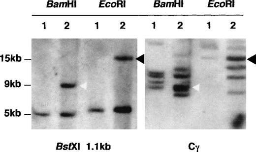 Fig. 6. Southern blot analysis confirming that B109 spanned the t(1;14) breakpoint. / DNA from PBL (lane 1) and SKI-DLCL-1 (lane 2) was digested withBamHI or EcoRI, and the blot was successively hybridized with a Cγ probe and the 1.1-kb BstXI fragment from clone B109. The BstXI probe identified a nongermline-rearranged band for each enzyme (9-kb band forBamHI and 15-kb band for EcoRI). The nongermline bands comigrated with nongermline bands detected with a Cγ probe.