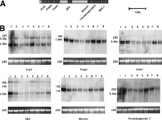 Fig. 9. Expression of loci within 90 kb of the t(1;14) translocation breakpoint. / (A) Physical map of the cluster of genes identified near the Gaucher disease locus based on sequence data (map based on previously published data in Adolph et al18). (B) Expression of the cluster of genes upstream of the breakpoint by Northern blot analysis included the following loci: CLK2, propin, cote1, GBA, metaxin, and thrombospondin 3. Total RNA (10 μg) was electrophoresed on a 1% formaldehyde agarose gel. 28S was used as a control for RNA loading. The size of the expected transcripts is indicated. Lanes 1 to 8 represent different cell lines: lane 1, Hela; lane 2, UC726/G; lane 3, SKI-DLCL-1; lane 4, Daudi; lane 5, OCI-LY8; lane 6, FL318; lane 7, Raji; lane 8, Molt-4.