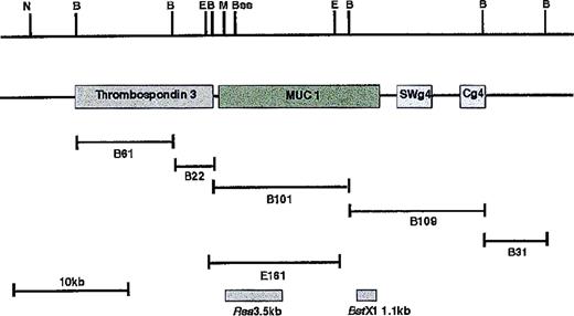 Fig. 5. Restriction map of cosmid S7D. / Cosmid S7D was subcloned as a BamHI sublibrary. Sequence of the ends of clone B61 was found to be colinear with YAC MNG1 and was homologous to the thrombospondin 3 gene. MUC1 gene extends from clone B22 to clone B109, which spans the breakpoint. Two boxes indicate the position of the fragments used as probes (RsaI 3.5-kb andBstxI 1.1-kb fragment). Restriction sites are indicated: N,NotI; B, BamHI; E, EcoRI; M,MluI; Bss, BssHII.
