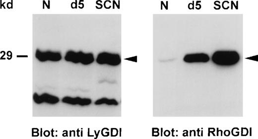 Fig. 2. Expression of GDIs, LyGDI and RhoGDI, in neutrophils from healthy individuals and SCN patients. / Neutrophil lysates (50 μg protein each) were separated on a 8% SDS-PAGE, blotted onto nitrocellulose membranes, and detected with anti-LyGDI or anti-RhoGDI antibodies. These results were representative for 6 independent experiments with cells from 3 SCN patients, 3 G-CSF-treated individuals, and 6 untreated healthy individuals. N indicates normal neutrophils; SCN, patients' neutrophils; and d5, in vivo stimulated neutrophils from a healthy donor.