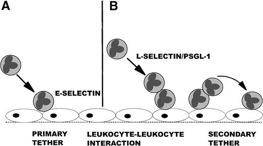 Fig. 1. An overview of primary and secondary tethers. / The left side shows a primary tether of a leukocyte as it moves from the mainstream of blood and binds to E-selectin expressed on the endothelium (A), whereas the right side shows a leukocyte tethering to a rolling leukocyte through L-selectin and PSGL-1 (B), which captures the free-flowing leukocyte and causes it to interact with E-selectin on the endothelium (secondary tether).