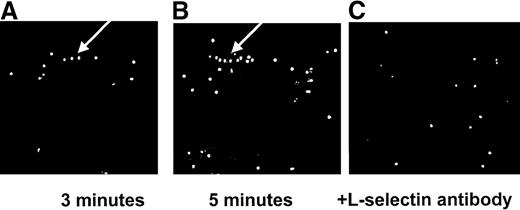 Fig. 2. Interactions of isolated neutrophils with immobilized E-selectin. / Line formation is seen at 3 minutes (A). This line is increased in length by 5 minutes (B). The L-selectin antibody (C) eliminates this line formation. The arrow indicates line formation.