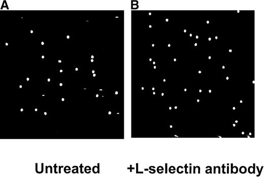 Fig. 4. Interactions of one fifth diluted blood with immobilized E-selectin. / No lines were observed with untreated blood (A). Inhibition of L-selectin had no effect on the pattern of leukocyte interaction (B).