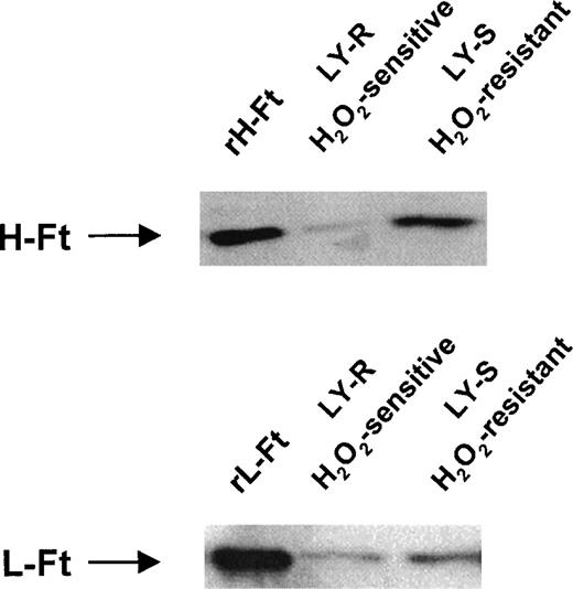 Fig. 2. Western blot analysis of Ft subunit levels in LY cells. Immunoblotting with rabbit antisera specific for recombinant mouse H-Ft and L-Ft was performed as described in “Materials and methods.” About 0.4 μg of each of the 2 recombinant proteins was used as standard. Experiments were repeated 3 times, and representative results are shown.