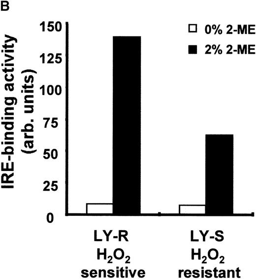 Fig. 3. IRE binding activity of IRP1 and IRP2 in LY cells. (A) Cell extracts were prepared as previously described.1920 Four micrograms of protein were analyzed for IRE binding by IRP1 in the presence or absence of 2% 2-ME. (B) Radioactivity associated with IRE-IRP1 complexes without (open bars) or with (solid bars) 2% 2-ME was quantified with phosphorimaging, and signals are plotted in arbitrary units. (C) Ten micrograms of protein were analyzed for IRE binding by IRP2 in the presence or absence of 0.5% 2-ME. Because signals given by IRP2-IRE complexes are weaker than those of IRP1-IRE complexes, they were amplified and shown separately. Experiments are representative of 5 that gave similar results.