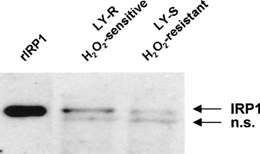 Fig. 4. IRP1 protein level in LY cells. Twenty micrograms of cell extracts were separated on an 8% sodium dodecyl sulfate–polyacrylamide gel and transferred to a nitrocellulose membrane. IRP1 was detected with a specific antiserum by the ECL method. Recombinant human IRP1 was used as standard. Two separate experiments produced similar results; n.s. indicates nonspecific band.