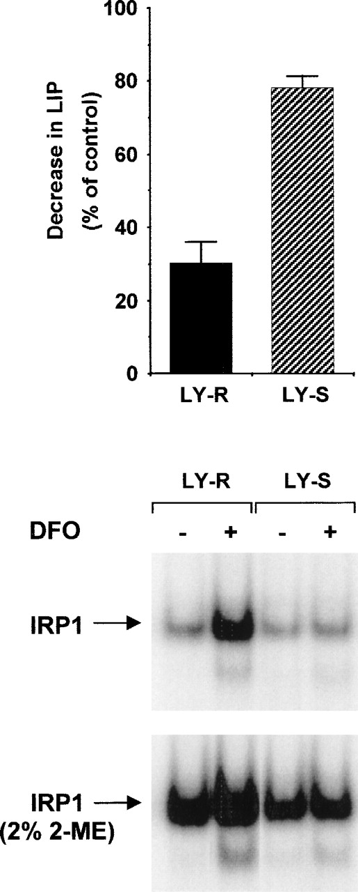 Fig. 6. Changes in LIP level and IRP1 activity in LY cells after treatment with DFO. LY cells were exposed to 500μM DFO for 20 hours. Cells were analyzed in parallel for LIP content and IRE binding by IRP1 as described in “Materials and methods.” The upper panel shows LIP levels; the lower panel, IRE binding activity of IRP1. Experiments were performed 3 times, and 1 representative experiment is shown.