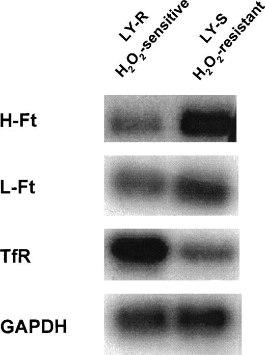Fig. 7. Northern blot analysis of Ft subunits and TfR mRNA content of LY cells. Ten micrograms of total cellular RNA were electrophoresed on a formaldehyde-agarose gel (1%) and transferred to a nylon membrane. The membrane was hybridized with32P-labeled H-Ft, L-Ft, and TfR cDNA probes as described in “Materials and methods.” The mouse GAPDH probe was used as a control for RNA loading. Data shown are representative of 3 to 5 analyses of RNA samples isolated from cells from separate cultures.