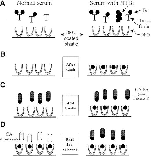 Fig. 1. Scheme of the NTBI assay. / The scheme depicts the 4 basic steps of the assay for both normal (left) and NTBI-containing (right) sera. The iron is depicted as a full circle and the transferrin molecules denoted by T. Step 1: A serum sample, which has been premixed with 100 mmol/L oxalate, 2.5 mmol/L MnCl2, and 20 mmol/L HEPES pH 7.4, is added to DFO-coated wells. The mobilized NTBI binds to the DFO on the plastic during a 2-hour incubation. Step 2: Only the DFO-bound iron remains after the wells are washed. Step 3: Calcein-Fe complex (CA-Fe) is added to the wells. CA-Fe is nonfluorescent because of quenching of calcein by the bound iron. Step 4: The fluorescence is measured after a 2-hour incubation, during which the remaining available DFO molecules withdraw iron from CA-Fe, causing the released calcein to become fluorescent. For normal serum, a maximum level of fluorescence is attained, whereas for NTBI-containing serum, fluorescence is relatively lower. The fluorescence generated is inversely proportional to the concentration of NTBI in the original sample.