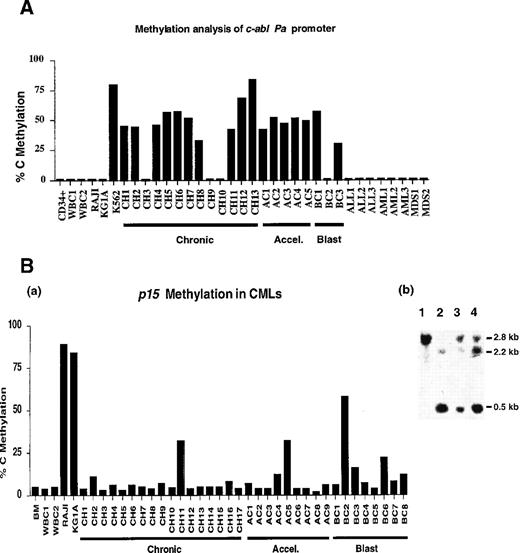 Fig. 2. Summaries of the c-abl Pa promoter and p15 5′ CpG island methylation levels. / (A) Summary of the c-abl Pa promoter methylation levels of 1 patient or healthy control. Each vertical bar represents the average of 2 CpG sites by Ms-SnuPE assay. CD34+ indicates a CD34+ enriched sample from the peripheral blood of a hematologically normal patient; WBC, white blood cell sample from a healthy individual; CH, chronic phase of CML; AC, accelerated phase of CML; BC, blast crisis phase of CML; ALL, acute lymphocytic leukemia; AML, acute myelogenous leukemia; and MDS, myelodysplastic syndrome. (B)(a) Summary of the p15 5′ CpG island methylation levels in CMLs and controls by Ms-SnuPE assay. The levels shown represent the average of 3 CpG sites. BM indicates normal bone marrow; WBC1 and WBC2, blood DNAs from healthy donors; CH, chronic CML; AC, accelerated CML; and BC, blast crisis CML. (b) Southern blotting also showed methylated p15 5′ region status in the CML patients. The following are depicted: lane 1, undigested WBC DNA; lane 2, EagI digested WBC DNA from the healthy control; lane 3, CML accelerated samples; and lane 4, CML blast samples. The samples in lanes 3 and 4 are methylated because a larger band appeared after digestion with EagI, similar to the uncut DNA in lane 1.