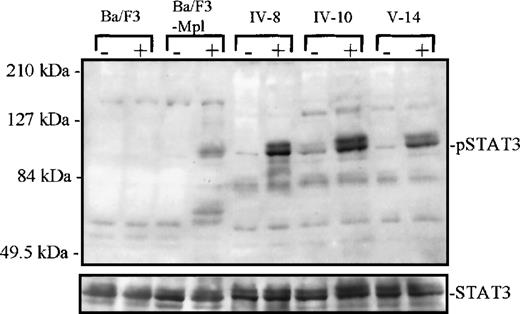 Fig. 4. Tyrosine phosphorylation of STAT3. / Platelets from 1 unaffected (IV-8) and 2 thrombocytopenic family members (IV-10 and V-14) were either unstimulated (−) or stimulated (+) with recombinant human TPO for 10 minutes, 10 ng/mL. Cellular extracts were analyzed by Western blot (7.5% acrylamide gel) and probed with a phospho-STAT3–specific antibody. Below, the blot was stripped and reprobed with a STAT3 antibody to confirm equal protein in each lane. At left, extracts from parental Ba/F3 and Ba/F3-mMpl cells (a cell line engineered to express the murine Mpl receptor) were used as negative and positive control, respectively, for TPO-dependent STAT3 phosphorylation.