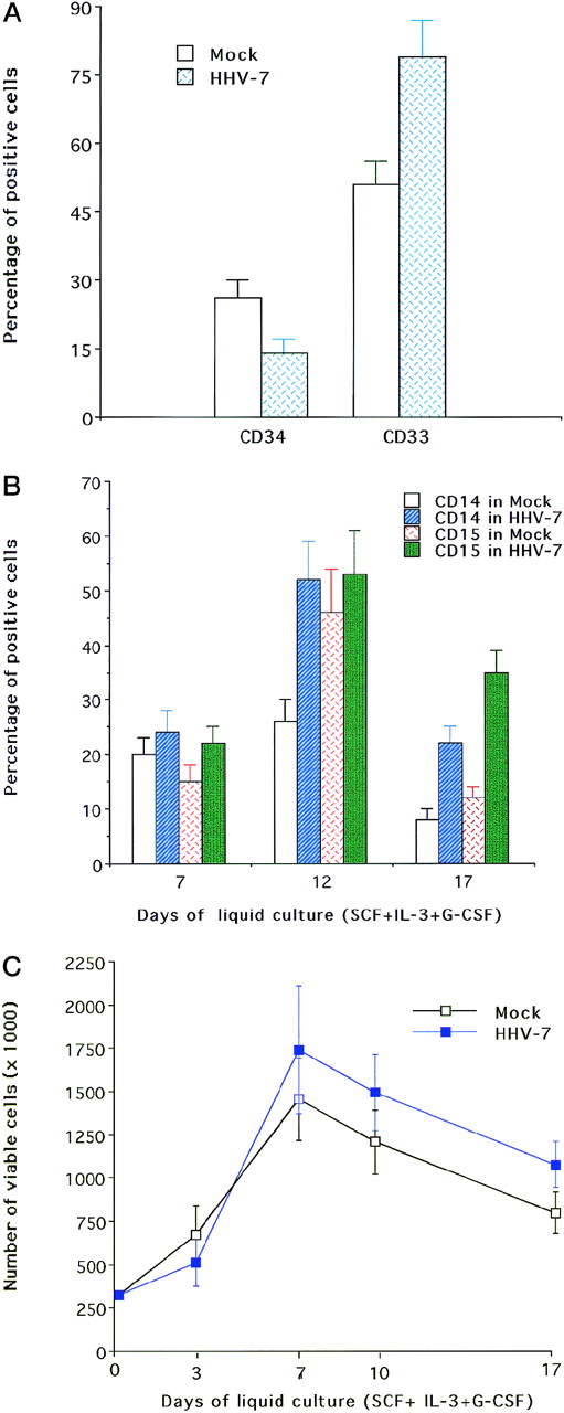 Fig. 2. Effect of HHV-7 on CB CD34–derived granulocytic cultures. / Data are expressed as means ± SD of 4 to 6 independent experiments performed in duplicate. (A) Phenotypic analysis of surface CD34 and CD33, performed after 7 days of liquid culture supplemented with SCF + IL-3 ± G-CSF in HHV-7–infected and mock-infected cultures. The surface expression of CD34 and CD33 was analyzed by FACS and reported as the percentage of positive cells in cultures analyzed at the time indicated. (B) Phenotypic analysis of surface CD14 and CD15 performed after 7 to 14 days of liquid culture supplemented with SCF + IL-3 + G-CSF in HHV-7–infected and mock-infected cultures. The surface expression of CD14 and CD15 was analyzed by FACS and reported as the percentage of positive cells in cultures analyzed at the time indicated. (C) Viable cell counts performed at the time indicated by trypan blue dye exclusion.