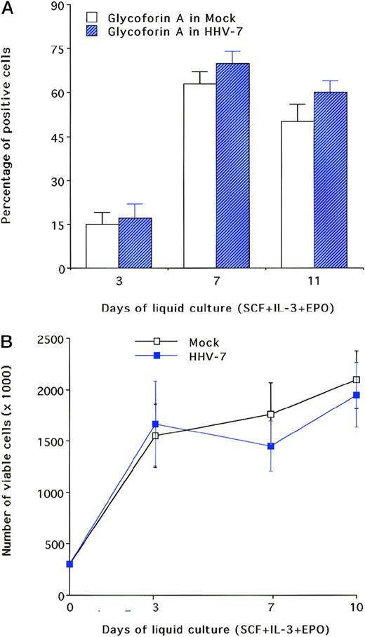 Fig. 3. Effect of HHV-7 on CB CD34–derived erythroid cultures. / Data are expressed as means ± SD of 4 to 7 independent experiments performed in duplicate. (A) Phenotypic analysis of surface glycophorin A was performed at various time points of liquid culture on erythroid cells infected or mock-infected with HHV-7. The surface expression of glycophorin A was analyzed by FACS and reported as the percentage of positive cells. (B) Viable cell counts performed at the time indicated by trypan blue dye exclusion.
