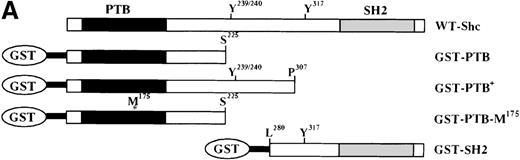 Fig. 1. The Shc phosphotyrosine (pTyr) binding (PTB) domain interacts with the SH2-containing 5′ inositol phosphatase (SHIP) and the β common (βc) chain of the IL-3 receptor. / (A) Schematic representation of Shc domains expressed as glutathione-S-transferase (GST) fusion proteins. GST–PTB-M175 contains an arginine to methionine mutation in residue 175. (B) IC2 cells (4 × 107) were stimulated (+) with 200 ng/mL IL-3 for 5 minutes, lysed, and then incubated with GST alone or with different GST-Shc fusion proteins. Immunoprecipitation with anti-Shc and anti-βc chain antibodies in the same experiment is also shown. The bound proteins were analyzed with anti-pTyr antibodies. Arrows mark phosphorylated proteins in cells stimulated with IL-3. (C) IC2 cells were stimulated with 100 ng/mL IL-3 for 5 minutes, lysed, and then immunoprecipitated with either anti-βc or anti-SHIP antiserum. Western blot analysis was performed with anti-Shc antibodies. (D) GST precipitates from unstimulated or stimulated cells were analyzed with anti-SHIP and anti-βc immunoblotting. TCL indicates total cell lysate. Asterisks mark the position of the SHIP and βc chain isoforms.