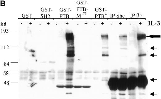 Fig. 1. The Shc phosphotyrosine (pTyr) binding (PTB) domain interacts with the SH2-containing 5′ inositol phosphatase (SHIP) and the β common (βc) chain of the IL-3 receptor. / (A) Schematic representation of Shc domains expressed as glutathione-S-transferase (GST) fusion proteins. GST–PTB-M175 contains an arginine to methionine mutation in residue 175. (B) IC2 cells (4 × 107) were stimulated (+) with 200 ng/mL IL-3 for 5 minutes, lysed, and then incubated with GST alone or with different GST-Shc fusion proteins. Immunoprecipitation with anti-Shc and anti-βc chain antibodies in the same experiment is also shown. The bound proteins were analyzed with anti-pTyr antibodies. Arrows mark phosphorylated proteins in cells stimulated with IL-3. (C) IC2 cells were stimulated with 100 ng/mL IL-3 for 5 minutes, lysed, and then immunoprecipitated with either anti-βc or anti-SHIP antiserum. Western blot analysis was performed with anti-Shc antibodies. (D) GST precipitates from unstimulated or stimulated cells were analyzed with anti-SHIP and anti-βc immunoblotting. TCL indicates total cell lysate. Asterisks mark the position of the SHIP and βc chain isoforms.