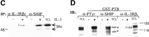 Fig. 1. The Shc phosphotyrosine (pTyr) binding (PTB) domain interacts with the SH2-containing 5′ inositol phosphatase (SHIP) and the β common (βc) chain of the IL-3 receptor. / (A) Schematic representation of Shc domains expressed as glutathione-S-transferase (GST) fusion proteins. GST–PTB-M175 contains an arginine to methionine mutation in residue 175. (B) IC2 cells (4 × 107) were stimulated (+) with 200 ng/mL IL-3 for 5 minutes, lysed, and then incubated with GST alone or with different GST-Shc fusion proteins. Immunoprecipitation with anti-Shc and anti-βc chain antibodies in the same experiment is also shown. The bound proteins were analyzed with anti-pTyr antibodies. Arrows mark phosphorylated proteins in cells stimulated with IL-3. (C) IC2 cells were stimulated with 100 ng/mL IL-3 for 5 minutes, lysed, and then immunoprecipitated with either anti-βc or anti-SHIP antiserum. Western blot analysis was performed with anti-Shc antibodies. (D) GST precipitates from unstimulated or stimulated cells were analyzed with anti-SHIP and anti-βc immunoblotting. TCL indicates total cell lysate. Asterisks mark the position of the SHIP and βc chain isoforms.
