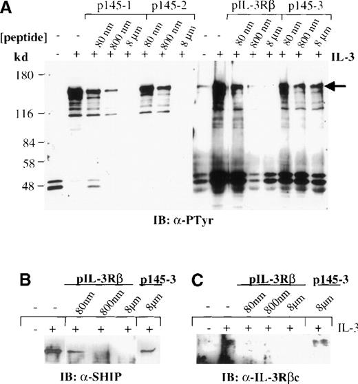 Fig. 2. Association of the βc chain and SHIP with Shc is mediated by interaction of NXXpY motifs and the PTB domain. / Lysates from untreated IC2 cells (−) or IC2 cells treated (+) with IL-3 (100 ng/mL) for 5 minutes were precipitated with the GST–PTB-domain fusion protein in the presence and absence of phosphopeptides corresponding to the NXXpY motifs of SHIP (p145-1 and p145-2) and the βc chain (pIL-3Rβ) or a control phosphopeptide (p145-3), at the indicated concentrations. The precipitates were subjected to Western blot analysis with anti-pTyr antibodies (A). (B, C) Peptide competition with phosphopeptides pIL-3Rβ and control p145-3 was reprobed with anti-SHIP or anti-βc antibodies. Similar results were obtained with p145-1 and p145-2 phosphopeptides (data not shown).