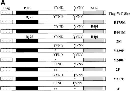 Fig. 3. Inhibition of IL-3–stimulated tyrosine phosphorylation of Shc by different Shc mutant forms. / (A) Schematic representation of Shc mutations expressed as FLAG-tagged proteins. (B) IC2 cell lysates from each FLAG-tagged Shc infection were subjected to Western blotting with anti-FLAG antibodies to confirm expression of the different FLAG-tagged Shc proteins. (C) Total cell lysates from cells expressing different Shc mutant forms were unstimulated (−) or stimulated (+) with IL-3 for 5 minutes and analyzed by immunoblotting with anti-pTyr (upper panel) or anti-FLAG antibodies (lower panel). WT indicates wild type; 2M, R175/401M; 2F, Y239/240F; and 3F, Y239/240/317F.
