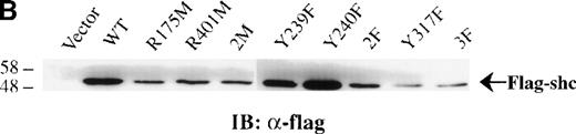 Fig. 3. Inhibition of IL-3–stimulated tyrosine phosphorylation of Shc by different Shc mutant forms. / (A) Schematic representation of Shc mutations expressed as FLAG-tagged proteins. (B) IC2 cell lysates from each FLAG-tagged Shc infection were subjected to Western blotting with anti-FLAG antibodies to confirm expression of the different FLAG-tagged Shc proteins. (C) Total cell lysates from cells expressing different Shc mutant forms were unstimulated (−) or stimulated (+) with IL-3 for 5 minutes and analyzed by immunoblotting with anti-pTyr (upper panel) or anti-FLAG antibodies (lower panel). WT indicates wild type; 2M, R175/401M; 2F, Y239/240F; and 3F, Y239/240/317F.
