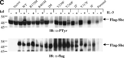 Fig. 3. Inhibition of IL-3–stimulated tyrosine phosphorylation of Shc by different Shc mutant forms. / (A) Schematic representation of Shc mutations expressed as FLAG-tagged proteins. (B) IC2 cell lysates from each FLAG-tagged Shc infection were subjected to Western blotting with anti-FLAG antibodies to confirm expression of the different FLAG-tagged Shc proteins. (C) Total cell lysates from cells expressing different Shc mutant forms were unstimulated (−) or stimulated (+) with IL-3 for 5 minutes and analyzed by immunoblotting with anti-pTyr (upper panel) or anti-FLAG antibodies (lower panel). WT indicates wild type; 2M, R175/401M; 2F, Y239/240F; and 3F, Y239/240/317F.