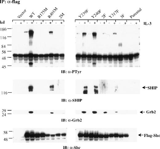 Fig. 4. The PTB domain, Y239 and Y317 of Shc are required for SHIP and Grb2 association. / Factor-deprived IC2 stable transfectants (4 × 107cells/sample) were stimulated with 100 ng/mL IL-3 for 5 minutes. Cells were lysed and immunoprecipitated with anti-FLAG antibodies. Protein samples were separated by sodium dodecyl sulfate–polyacrylamide gel electrophoresis and subjected to Western blot analysis with anti-pTyr, anti-SHIP, anti-Grb2, or anti-Shc antibodies.