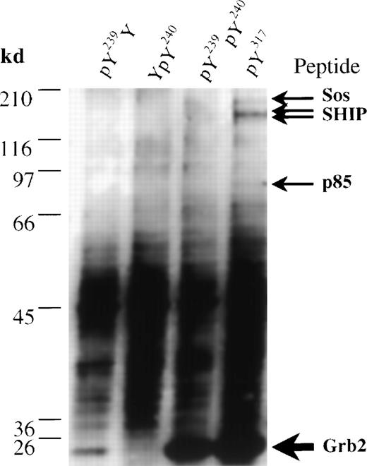 Fig. 5. Affinity isolation and identification by mass spectrometry of proteins from IC2 cells that associate with synthetic Shc phosphopeptides. / Immobilized biotinylated phosphopeptides pY239Y (lane 1), YpY240 (lane 2), pY239pY240 (lane 3), and pY317 (lane 4) were incubated with IC2 cell lysates. Bound proteins were eluted by phenyl phosphate and analyzed in a silver-stained gel. Bands identified as Grb2 (accession number Q60631), Sos1 (accession number Q62245), the p85 subunit of phosphatidylinositol 3′ kinase (accession number P26450), and SHIP (accession number U39203) are marked.
