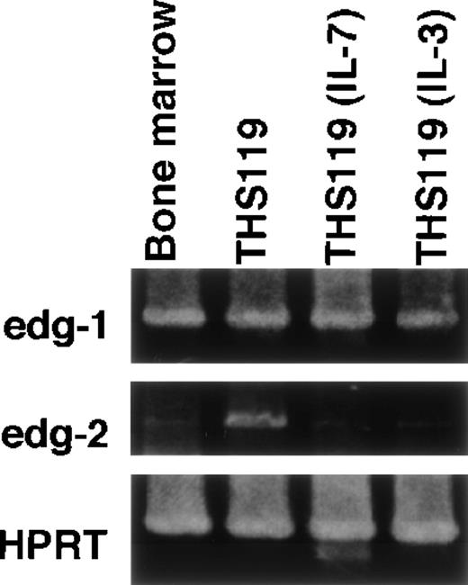 Fig. 5. Expression of edg-1 and edg-2 by parental THS119 cells and cytokine-dependent THS119 sublines. / Total RNA (0.5 μg) from bone marrow, THS119, stroma-independent IL-3–dependent THS119 subline (THS119IL-3), and stroma-independent IL-7–dependent THS119 subline (THS119IL-7) were analyzed by RT-PCR.edg-1, 442 base pairs (bp) fragment specific for edg-1expression; edg-2, 1139 bp specific fragment for edg-2expression; HPRT, 516 bp specific fragment for HPRT expression.