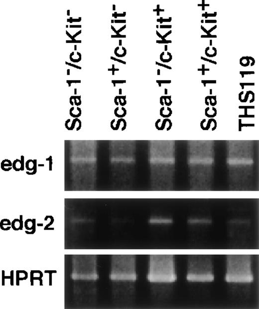 Fig. 7. Expression of edg-1 and edg-2 in lineage marker–negative hematopoietic cells from bone marrow. / Total RNA from 4000 cells of Sca-1−/c-Kit−, Sca-1+/c-Kit−, Sca-1−/c-Kit+, Sca-1+/c-Kit+, and THS119 cells were analyzed by RT-PCR. edg-1, 442 bp fragment specific for edg-1expression; edg-2, 1139 bp specific fragment for edg-2expression; HPRT, 516 bp specific fragment for HPRT expression.