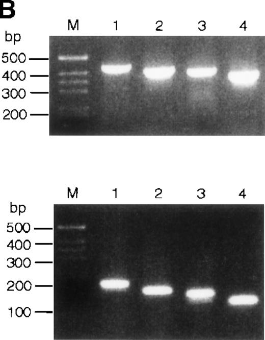Fig. 1. RNA and genomic analysis of human EPR-1/survivin. / (A) Hybridization of multiple tissue Northern blots (Clontech) withEPR-1 or survivin RNA-specific riboprobes. Probe A is complementary to the first 226 nucleotides of EPR-1 plus the first 94 nucleotides of the intervening sequence. Probe B is complementary to nucleotides 664 to 972 of EPR-1 (GenBank accession number L26245). (B) PCR amplification of survivingenomic DNA sequences from human genomic DNA (upper panel) or of survivin cDNA sequences (lower panel) with 4 different primer sets (see “Materials and methods”). Primer combinations used for the reactions are as follows: lane 1: a-c; lane 2: a-d; lane 3: b-c; lane 4: b-d.