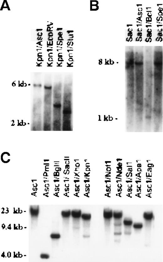 Fig. 2. Genomic analysis of murine EPR-1/survivin. / Southern blotting of murine embryonic stem (ES) cell genomic DNA (A, B) or PAC genomic DNA (C). The membranes were hybridized with probe C in panel A, probe D in panel B, and probe E in panel C, as described in the text. Single hybridization bands, consistent with restriction mapping of the murine survivin gene,17 were detected.