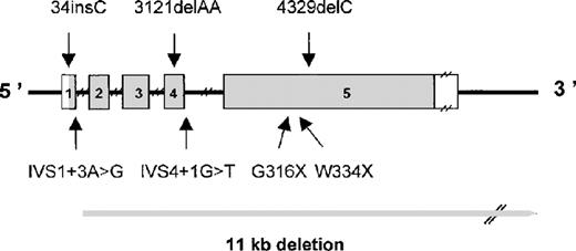 Fig. 1. Schematic representation of the FGA gene showing mutations causing congenital afibrinogenemia. / Exons are numbered and are drawn to scale; the shaded portions represent the coding region. Introns are indicated by narrow lines and are not to scale.
