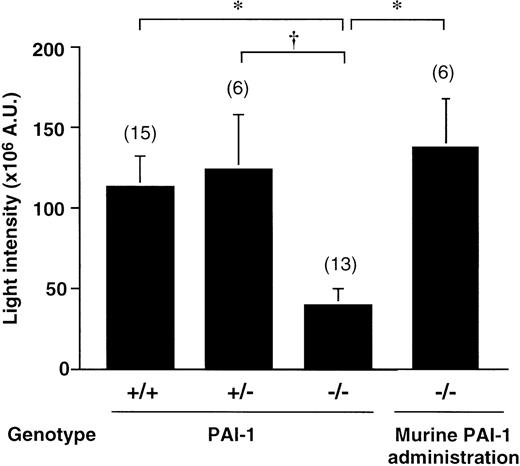 Fig. 1. Thrombus generation in PAI-1+/+, PAI-1+/−, and PAI-1−/− mice. / Cumulative thrombus formation over 40 minutes after a 3-minute carotid artery photochemical injury, expressed as total light intensity;+/+: wild-type mice; +/−: PAI-1 heterozygotes;−/−: PAI-1–deficient homozygotes; thrombus formation in PAI-1−/−mice after an intravenous bolus (35 ng) with recombinant murine PAI-1, administered immediately after photochemical injury, followed by continuous infusion (76 ng/h) for 40 minutes via an intravenous catheter (n = 6). Data are the mean ± SEM for the number of mice indicated in parentheses. *P < .01 by Dunnett multiple comparison test and †P < .05.