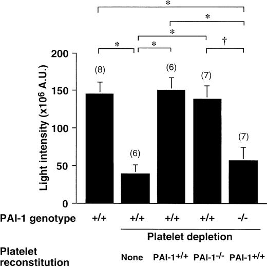 Fig. 5. Thrombus generation in platelet reconstituted thrombocytopenic PAI-1+/+ and PAI-1−/−mice. / Cumulative thrombus formation over 40 minutes after a 3-minute carotid artery photochemical injury, expressed as total light intensity;+/+: wild-type mice;−/−: PAI-1–deficient homozygotes. Thrombocytopenia was induced with busulfan in the groups indicated; mice were reconstituted with 5 × 108 PAI-1+/+ or PAI-1−/− platelets and thrombosis was quantitated after injury induction. Data are the mean ± SEM for the number of mice indicated in parentheses. *P < .01 by Tukey-Kramer multiple comparison test in comparison with the groups indicated by the horizontal brackets; †P < 05.