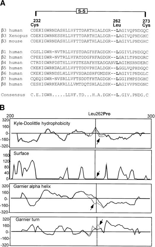 Fig. 5. Structural analysis of the Leu262Proβ3mutation. / (A) Leucine (Leu) 262 is completely conserved among β subunits. The amino acid sequence of human β3 residues cystine (Cys) 232 to Cys273 is shown aligned with frog (Xenopus) and mouse β3 and with the sequences of 7 other human β subunits. Notably, the Leu residue at position 262 (in boldface) is invariant. The proposed intramolecular disulfide loop Cys232-27330is shown. (B) Predicted hydrophobicity and secondary structure are shown for β3 amino acids 200 to 300 containing either wild-type Leu262 (black line) or mutant Pro262 (stippled line with arrow). The position of amino acid 262 is indicated by the vertical line.
