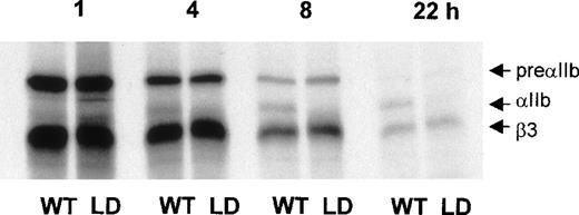 Fig. 6. Maturation of IIbLeu262Proβ3is delayed in COS-7 cells. / COS-7 cells transfected with wild-type (WT) αIIb and either WT β3 or Leu262Proβ3 (LD) were pulsed with sulfur 35–methionine for 30 minutes and chased for up to 22 hours with medium containing 1 mg/mL cold methionine. Cell lysates prepared at the indicated times were immunoprecipitated with an anti-β3 antibody (AP3) and analyzed by autoradiography of an SDS–7% polyacrylamide gel run under reducing conditions. Although preαIIb and Leu262Proβ3 synthesis and association are normal in lysates from LD, the appearance of a mature αIIbLeu262Proβ3 complex is markedly delayed.
