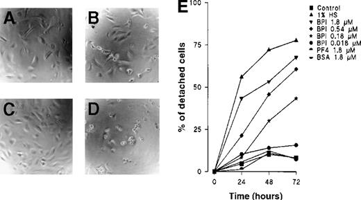 Fig. 2. BPI induces HUVECs to detach from the matrix. / (A) Control HUVECs after 24 hours, (B) HUVECs cultured with 1.8 μmol/L BPI for 24 hours, (C) control HUVECs after 72 hours of culture, (D) HUVECs cultured with 1.8 μmol/L BPI for 72 hours. After 24, 48, and 72 hours, HUVECs were cultured under the indicated conditions and analyzed under an inverted microscope for the ratio of detached cells. The mean results of 3 independent experiments are shown. For clarity, error bars have been left out; variation was < 20% in all cases (E).