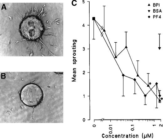 Fig. 5. BPI inhibits in vitro angiogenesis in a collagen matrix. / BCEs were cultured on gelatin-coated Cytodex-3 beads in a collagen matrix. Sprouting was induced by addition of 20 ng/mL bFGF (panel A). Panel B shows sprouting of BCEs in the presence of 20 ng/mL bFGF and 1.8 μmol/L BPI. Quantification of results was performed by NIH-image software (n = 3, *P < .013).
