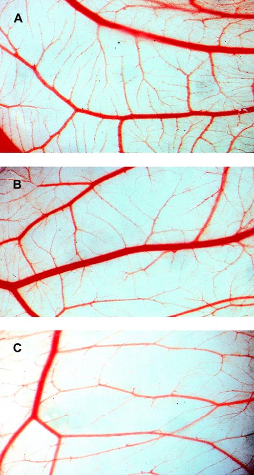 Fig. 6. BPI inhibits angiogenesis in the CAM assay. / CAMs were treated for 4 days with vehicle alone (A), 180 nmol/L BPI (B), or 540 nmol/L BPI (C).