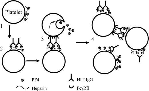 Fig. 8. Dynamic model of platelet activation by HIT IgG. / (1) Complexes of PF4–heparin form on the surfaces of weakly activated platelets. (2) HIT IgG binds to the platelet-bound PF4–heparin through the Fab region. (3) The Fc portion of the bound IgG cross-links FcγRII on the same (not illustrated) or adjacent platelets and produces strong platelet activation. (4) PF4, released from the activated platelets, forms more complexes with heparin on platelets and promotes antibody binding. In this model, blocking FcγRII with IV.3 would still permit the Fab part of IgG to bind platelets, but IV.3 would inhibit platelet activation.