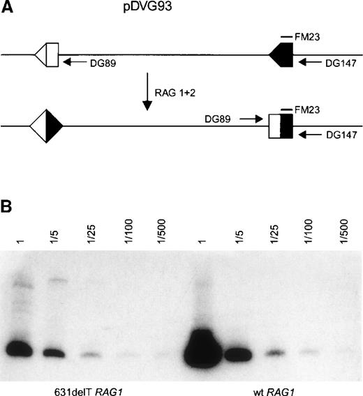 Fig. 5. Plasmid recombination assay using construct pDVG93. / Transfection of pDVG93, RAG1, and RAG2 in CHO cells leads to an inversion rearrangement of pDVG93, which can be detected by primers DG89 and DG147 (A). PCR reactions with primers DG89 and DG147 were performed on serial dilutions of recombination products, as indicated. PCR products were visualized by hybridization with 32P-labeled oligonucleotide FM23 followed by phosphor imaging. The N-terminal truncated RAG1 protein is still able to perform inversion rearrangement of pDVG93, although the activity may be slightly reduced as compared to wt RAG1 protein (B).