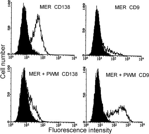 Fig. 6. Expression of CD9 and CD138 cell surface markers on PWM-treated MER myeloma cells. / Top panels represent untreated MER cells. The lower panels represent MER cells treated with 1% PWM for 3 days. In the left panels, MER cells are labeled with the anti-CD138 mAb BB4. In the right panels, MER cells are labeled with the anti-CD9 mAb ALB6. The curve on the left in each panel is IgG1 control antibody, and the curve on the right in each panel represents the expression of the cell surface marker of interest.
