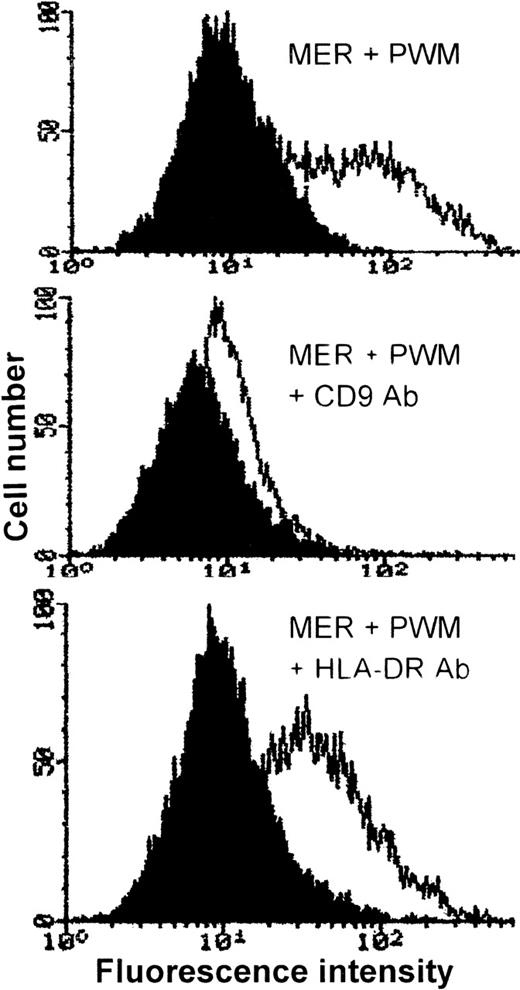 Fig. 8. Incubation of MER myeloma cells with anti-CD9 mAb, ALB6, downmodulates the cell surface expression of CD9. / MER cells were incubated in the presence of ALB6 (middle panel), anti-HLA DR mAb (10 μg/mL) (lower panel), or no antibody (upper panel) for 24 hours. PWM (1%) was then added to each culture, and the cells were allowed to incubate for an additional 2 hours prior to staining. The curve on the left in each panel is IgG1 control antibody, and the curve on the right represents CD9 expression.