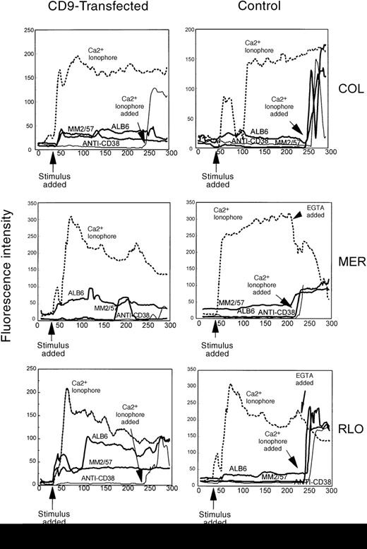 Fig. 12. Increased calcium flux in CD9-transfected myeloma cell lines. / Nontransfected and CD9-transfected myeloma cell lines COL, MER, and RLO were loaded with fluo-3/AM and placed in 8-chamber slides coated with poly-L-lysine. Both nontransfected and CD9-transfected cells were stimulated with anti-CD9 antibodies (ALB6 and MM2/57, 20 μg/mL), Ca++ ionophore A23187 (5 μmol/L), and anti-CD38 antibodies (25 μg/mL). Data acquisition and analysis were performed on a Meridian ACAS 570 image analyzer. The data represent 4 to 5 of at least 20 cells observed with similar results from a total of 5 individual experiments.