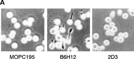 Fig. 1. Immobilized anti-IAP/CD47 mAb (B6H12) induces the polarization in human B cell lines. / (A) Phase-contrast micrographs of BALL cells on immobilized anti-IAP/CD47 mAbs. BALL cells were cultured on the plates coated with each mAb (10 μg/mL) for 5 hours. Immobilized B6H12 could induce the elongated and head–tail morphology (polarization) in BALL cells. (B6H12, 2D3: anti-IAP/CD47 mAb; MOPC195: mouse IgG2b). Initial magnification, × 400. (B) The rate of polarization induced by the immobilized B6H12 in human B-cell lines. Cells were cultured on the plates immobilized with B6H12, and the rate of polarization was calculated as described in “Materials and Methods.” In 2 pre-B cell lines (BALL and Nalm6) and 2 lymphoma cell lines (ONHL-1 and Daudi), the polarization on the immobilized B6H12 was prominently observed. Data are shown as the mean ± SD in 3 independent experiments.