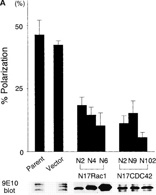 Fig. 3. Dominant-negative forms of Rac1 and CDC42 significantly suppress the B6H12-induced polarization in BALL cells. / (A) The stable clones expressing either N17Rac1 (N2, N4, and N6) or N17Cdc42 (N2, N9, and N102) were obtained as described in “Materials and methods.” After the incubation on the immobilized B6H12 (10 μg/mL) for 5 hours, the rate of polarization of each clone was calculated. Data are shown as mean ± SD in 3 independent experiments. Data of immunoblotting using anti-myc mAb 9E10 in each whole-cell lysate are shown in the lower panel. (B) Time-course analysis of the B6H12-induced polarization of N17Rac1- and N17CDC42- transfected BALL cells. Representative data are shown as mean ± SD in 3 independent experiments. Two other independent experiments showed similar results. Open circle, parent. Closed circle, vector. Square, N17Rac1N6. Triangle, N17CDC42. Other clones showed similar results.
