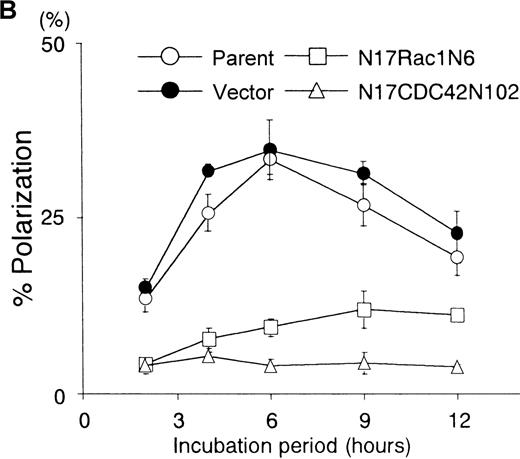 Fig. 3. Dominant-negative forms of Rac1 and CDC42 significantly suppress the B6H12-induced polarization in BALL cells. / (A) The stable clones expressing either N17Rac1 (N2, N4, and N6) or N17Cdc42 (N2, N9, and N102) were obtained as described in “Materials and methods.” After the incubation on the immobilized B6H12 (10 μg/mL) for 5 hours, the rate of polarization of each clone was calculated. Data are shown as mean ± SD in 3 independent experiments. Data of immunoblotting using anti-myc mAb 9E10 in each whole-cell lysate are shown in the lower panel. (B) Time-course analysis of the B6H12-induced polarization of N17Rac1- and N17CDC42- transfected BALL cells. Representative data are shown as mean ± SD in 3 independent experiments. Two other independent experiments showed similar results. Open circle, parent. Closed circle, vector. Square, N17Rac1N6. Triangle, N17CDC42. Other clones showed similar results.