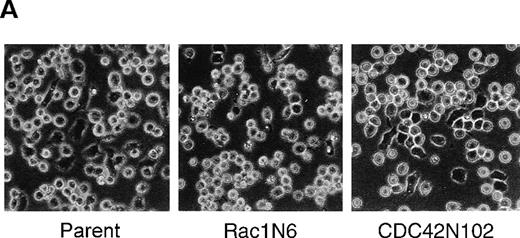 Fig. 4. Differential effects between N17Rac1 and N17CDC42 on the PMA-induced spreading on immobilized FN in BALL cells. / (A) Cells were cultured in 24-well plates coated with FN (10 μg/mL) in the absence or presence of PMA (100 ng/mL) for 12 hours. The morphology of the BALL cells was photographed by phase-contrast microscopy. Original magnification, × 200. (B) Spreading cells on FN in the presence of PMA were counted, and percentage spreading was calculated as described in “Materials and methods.” Data are mean ± SD of 3 independent experiments.