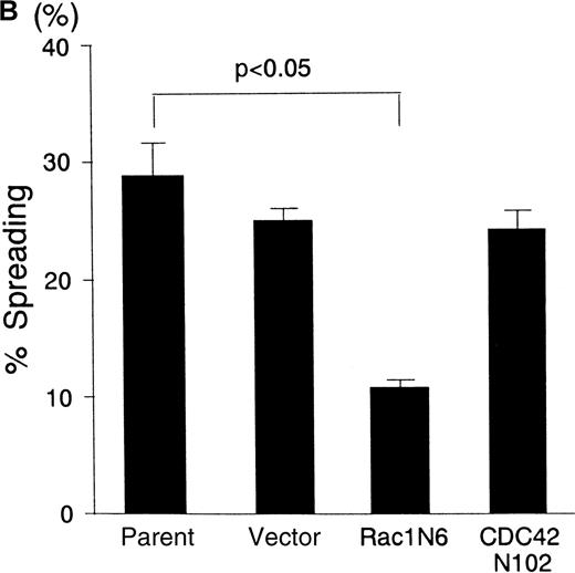Fig. 4. Differential effects between N17Rac1 and N17CDC42 on the PMA-induced spreading on immobilized FN in BALL cells. / (A) Cells were cultured in 24-well plates coated with FN (10 μg/mL) in the absence or presence of PMA (100 ng/mL) for 12 hours. The morphology of the BALL cells was photographed by phase-contrast microscopy. Original magnification, × 200. (B) Spreading cells on FN in the presence of PMA were counted, and percentage spreading was calculated as described in “Materials and methods.” Data are mean ± SD of 3 independent experiments.